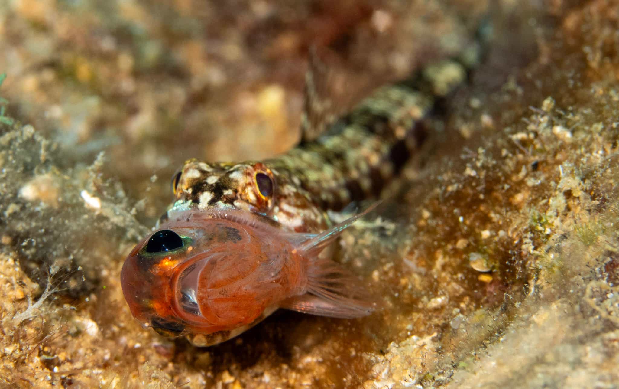 Lizardfish