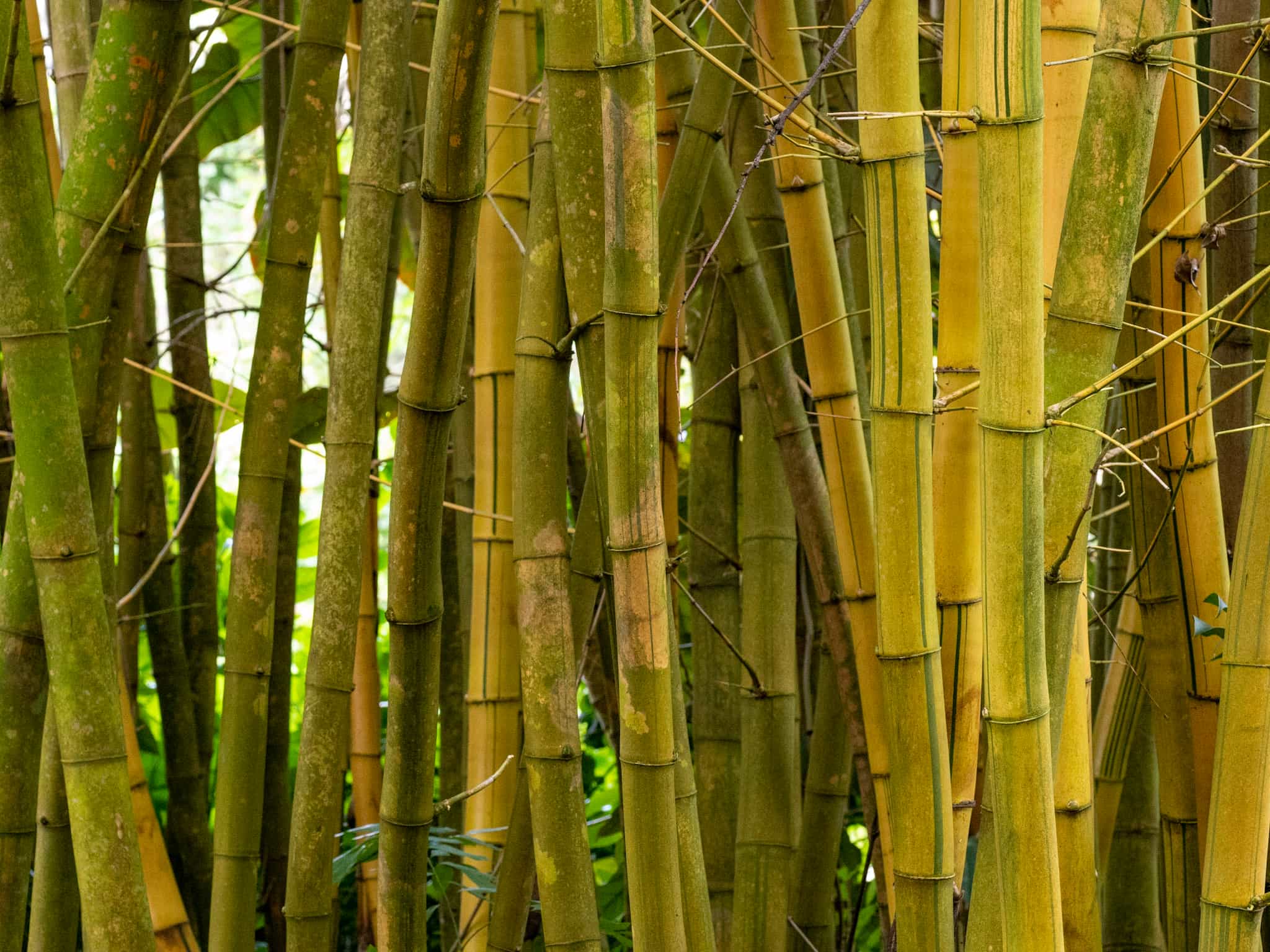 Bamboo_2
